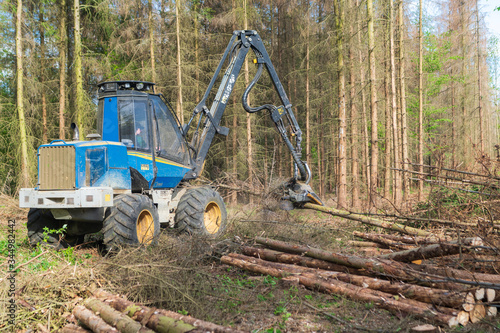 Forest area cleared after bark beetle infestation and drought