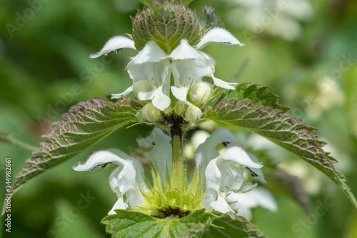 Close up of stinging nettle (urtica dioica) blossom photo