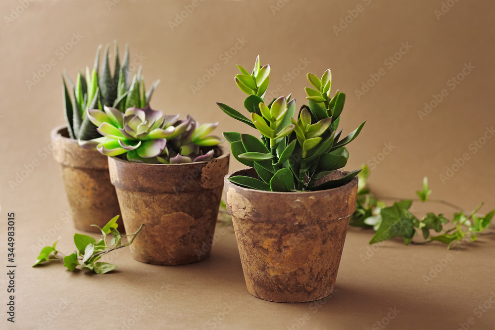 Fototapeta premium spring planting. green plants in flower pots