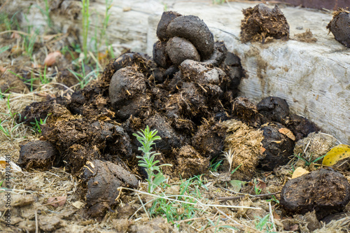 Horse poop or shit on grass. Food for insects. Heap of fresh brown pony excrement. 