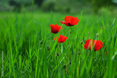 Red poppies in a green field 