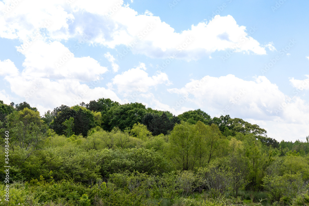 Hillside with a wide variety of green trees, blue sky with clouds beyond, horizontal aspect