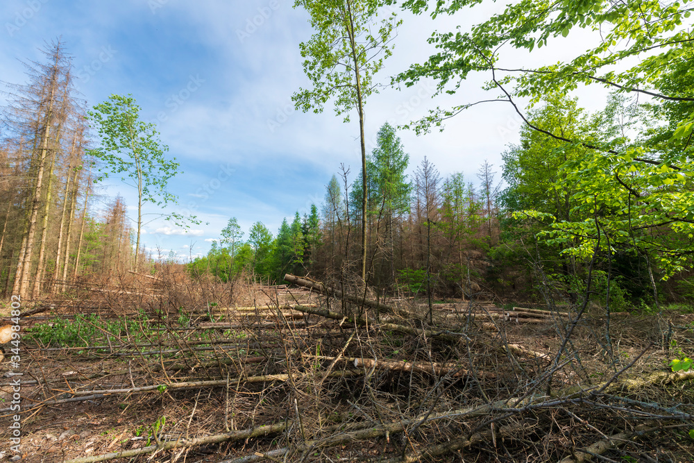 Forest area cleared after bark beetle infestation and drought Forest area cleared after bark beetle infestation and drought