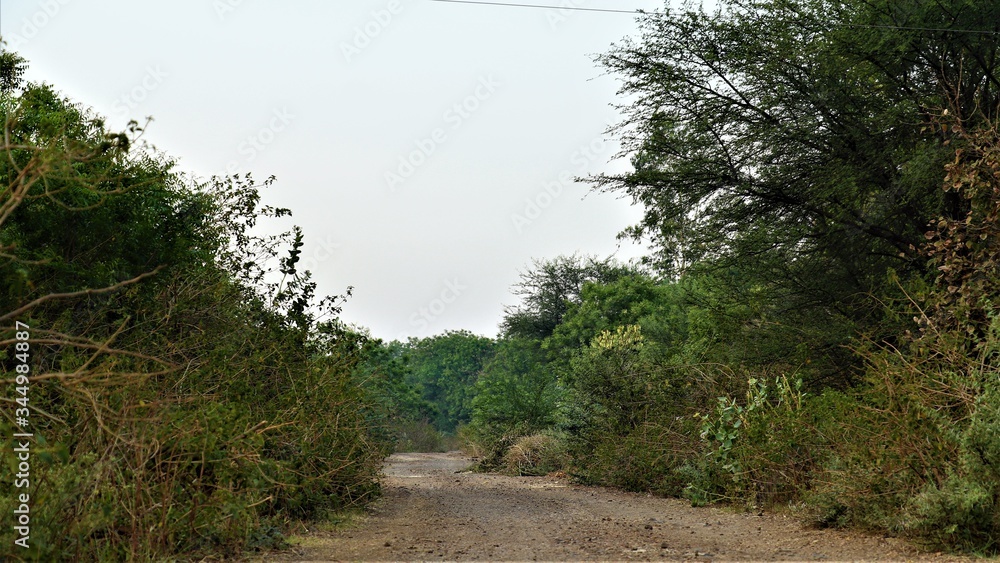 Fototapeta premium path in the woods