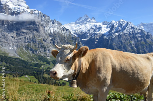 Swiss cattle