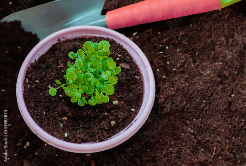 A large group of lobelia sprouts in a pink plastic pot with bright pink trowel and a soil heap © Aleksandra