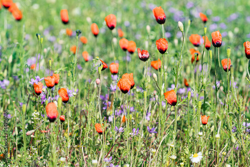 Mohnblumen, Wiese