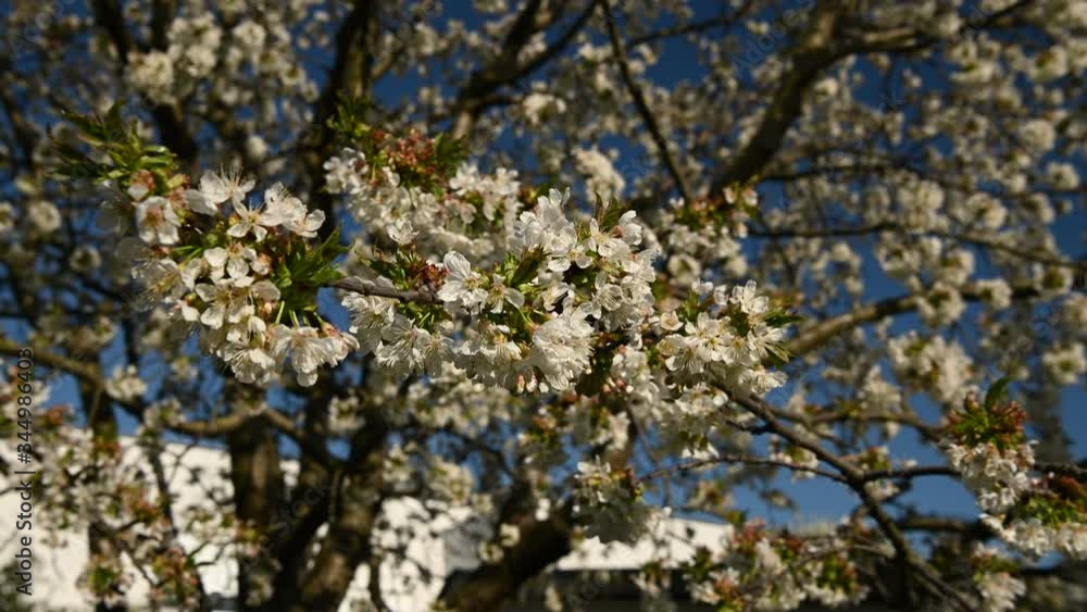 Flowering cherry tree sunlight blue sky Flowering cherry tree sunlight blue sky