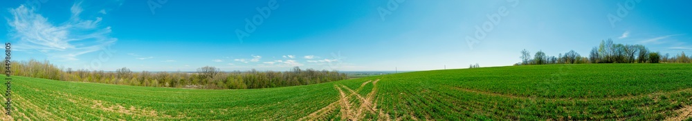 Field of young wheat. Background of green grass on a sunny spring day