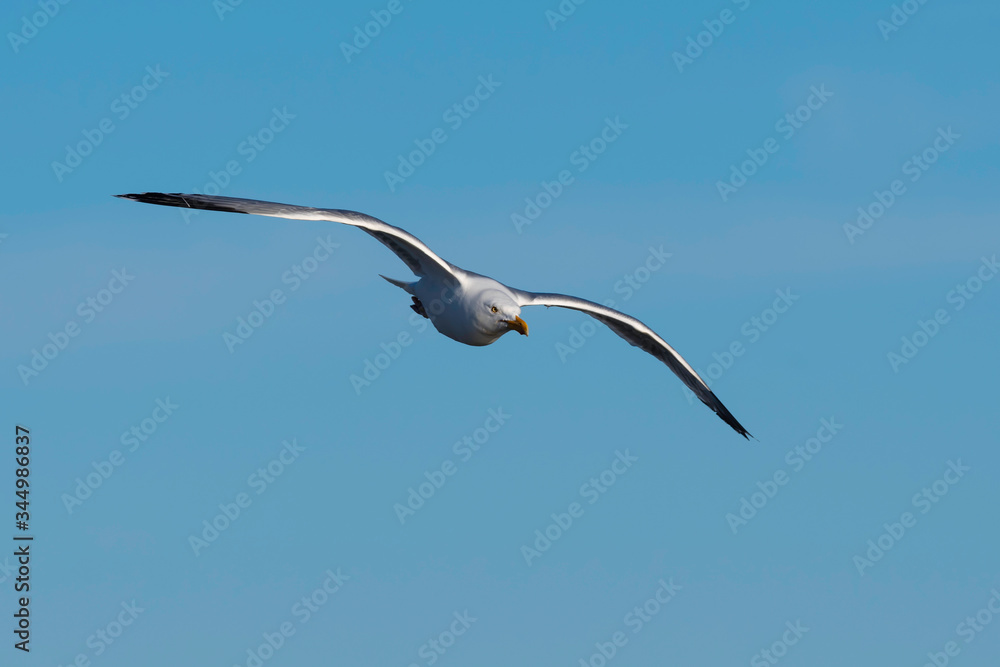 Herring Gull in Flight against blue sky Herring Gull in Flight against blue sky