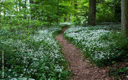 Waldweg durch bl  henden B  rlauch im Fr  hlingswald   Allium ursinum   forest track through flowering wild garlic   ramsons in spring forest   Standort  Baden-W  rttemberg  Deutschland   Loc  Germany