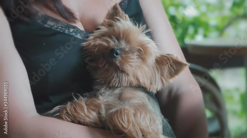 Funny small dog fell asleep in the arms of the mistress sticking out her tongue