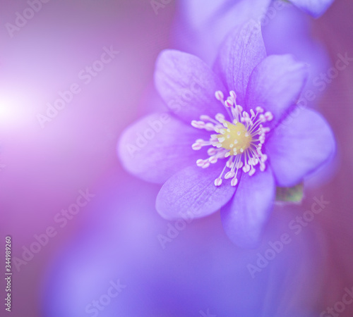 Abstract spring background with pink flowers
