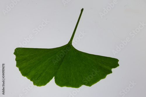 Ginkgoblatt photo