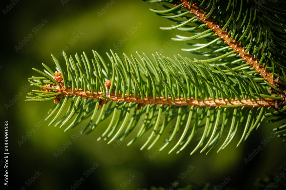 Norway spruce tree branch with green needles Norway spruce tree branch with green needles