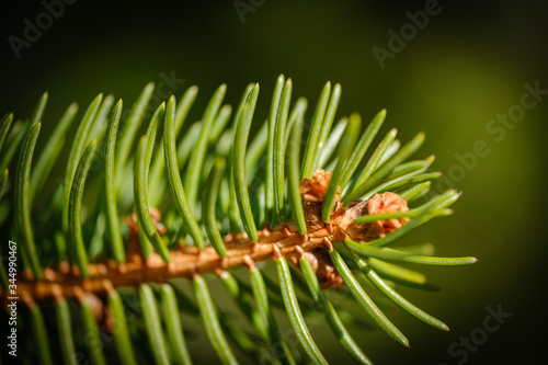 Norway spruce tree branch with green needles