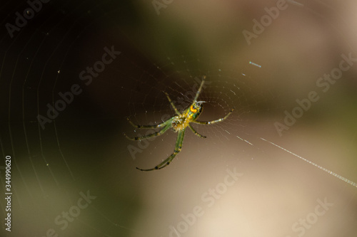 Wallpaper Mural spider on the web Torontodigital.ca