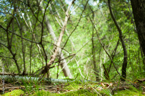 moss ant grass at fresh green forest blurred background