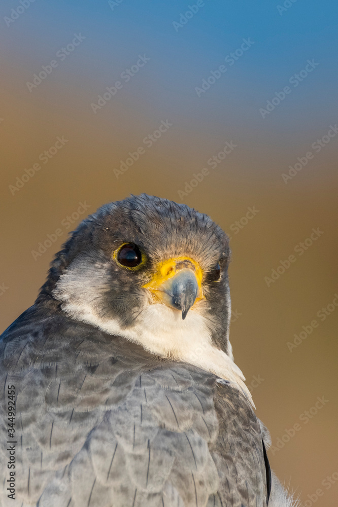 Fototapeta premium A northern peregrine falcon (Falco peregrinus calidus) close up portrait, in Catalonia, in the Ebro Delta Natural Park.