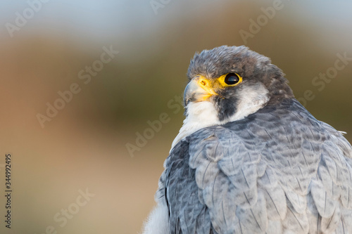 A northern peregrine falcon  Falco peregrinus calidus  close up portrait  in Catalonia  in the Ebro Delta Natural Park.