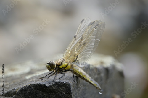 männlicher Vierfleck-Libelle (Libellula quadrimaculata) photo