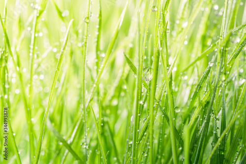 Green grass background
