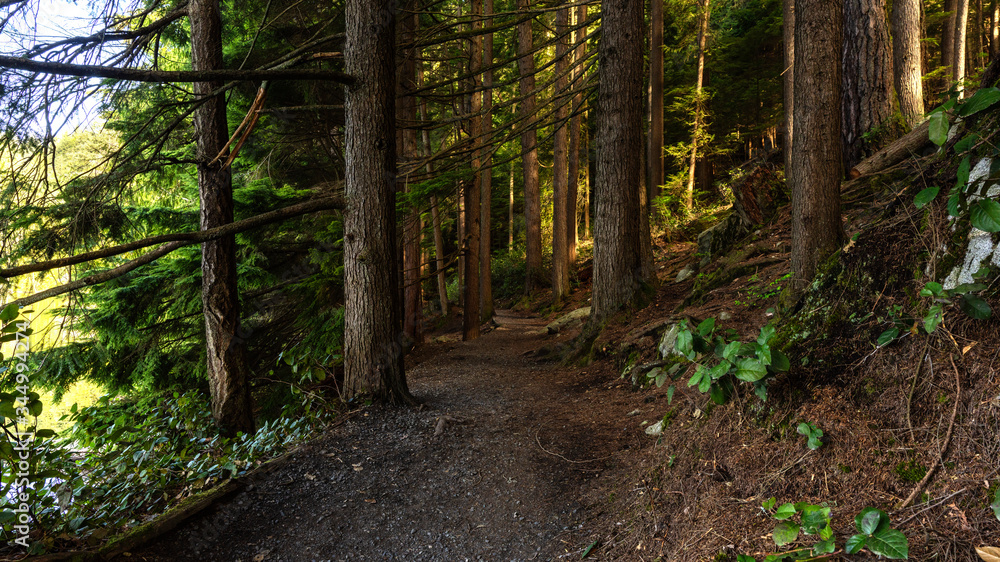 Fototapeta premium sunlight filtering through trees in densely-shaded forest trail - BC 