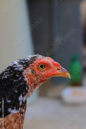 Close up head and neck of a hen, Chicken Head Close-Up