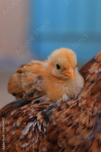 cute little chick on her mother shoulder, Cute little chicken close up, chick with hen © Yasir