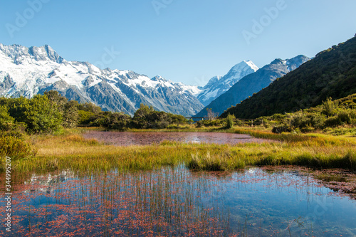 Bright red weed of Red Tarns. Aoraki/Mount Cook National Park, New Zealand