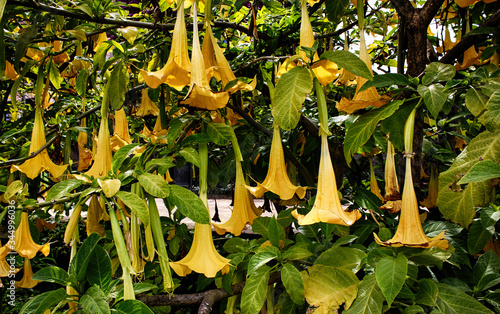 Yellow blossoms of Angel's trumpets (Brugmansia) tree flowers - amazing tropical plants, in Barcelona park. Catalonia, Spain.