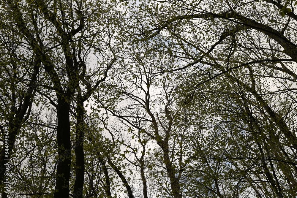 The landscape of green trees in the forest