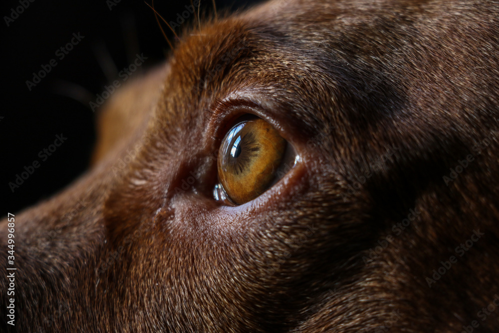 Naklejka A close-up of the eye and head of a Hungarian Vizsla dog