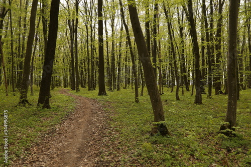 forest footpath among green trees