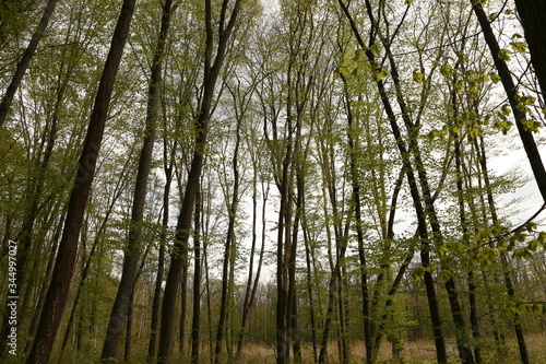 The landscape of green trees in the forest