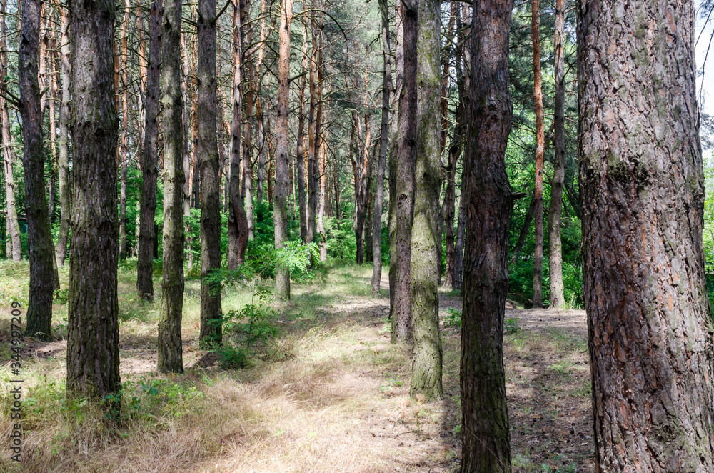 Obraz premium Pinery. path in a pine forest.