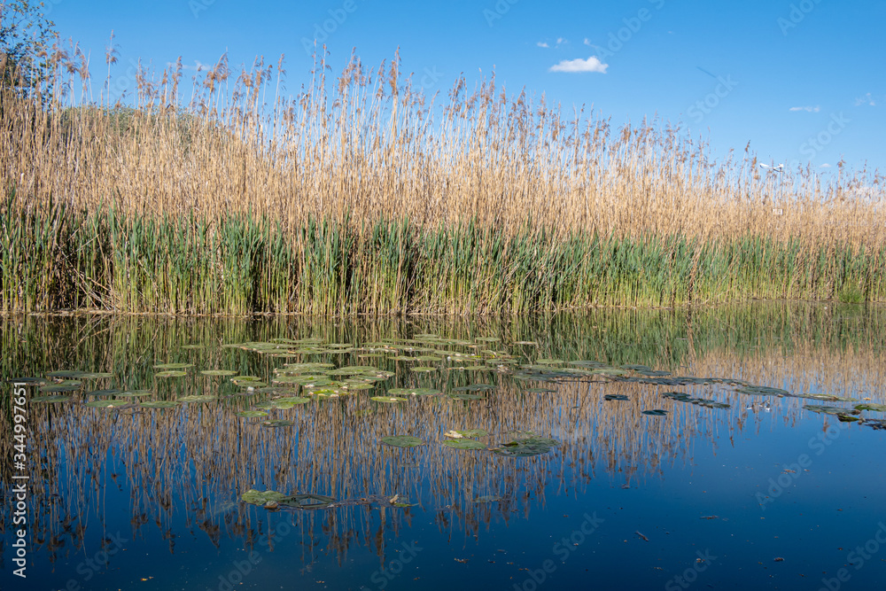 NEERACH, SWITZERLAND - APRIL 4, 2020: With an area of 105 hectares, the Neeracher Ried is one of the last large flat bogs in Switzerland. NEERACH, SWITZERLAND - APRIL 4, 2020: With an area of 105 hectares, the Neeracher Ried is one of the last large flat bogs in Switzerland.