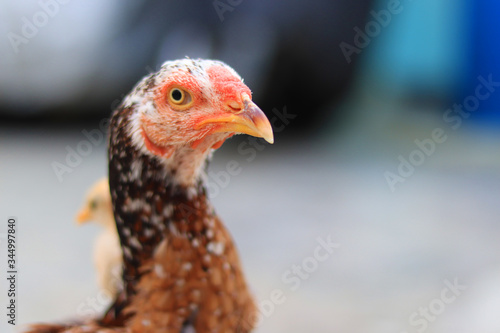 Close up head and neck of a hen, Chicken Head Close-Up