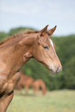 Quarter Horse Foal