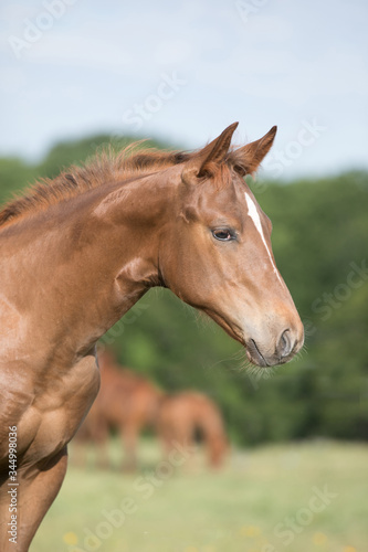 Quarter Horse Foal © Terri Cage 