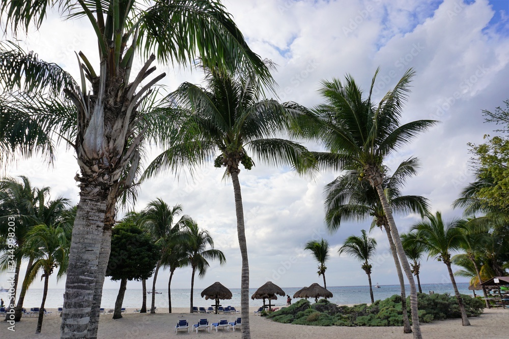 Obraz premium Tropical Palm Trees swaying in cloudy skies