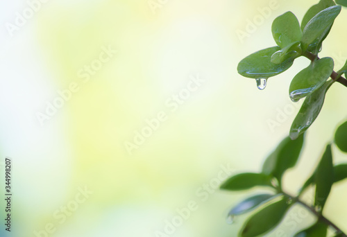 Succulent plant with a drop of water on a leaf.