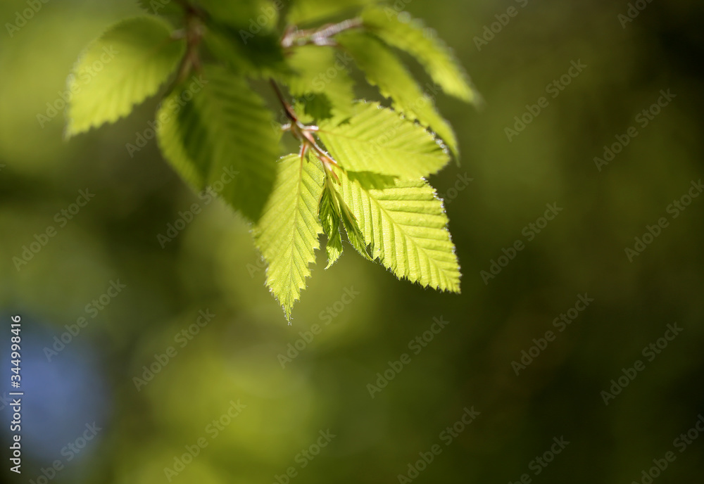 Photo of green leaves illuminated by the sun Photo of green leaves illuminated by the sun