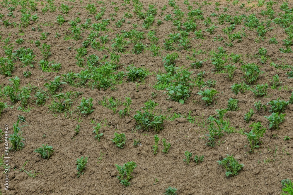 rows of green potato plants in brown gray earth in a vegetable garden rows of green potato plants in brown gray earth in a vegetable garden