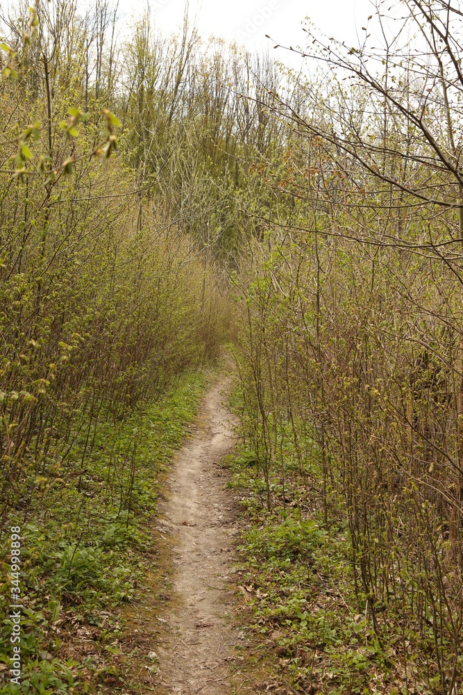Fototapeta premium forest footpath among green trees