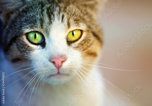 Photo of a large portrait of a cat with green eyes