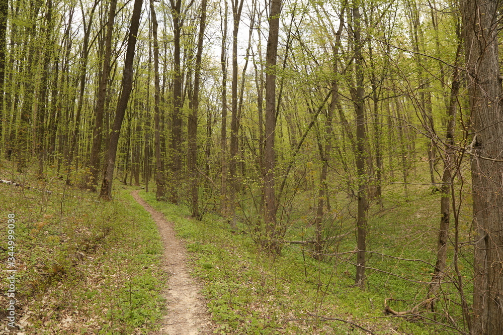 Obraz premium forest footpath among green trees