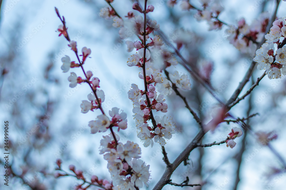 Apricot tree fairy spring blossoms. Spring pink-white flowers on apricot tree branch Apricot tree fairy spring blossoms. Spring pink-white flowers on apricot tree branch