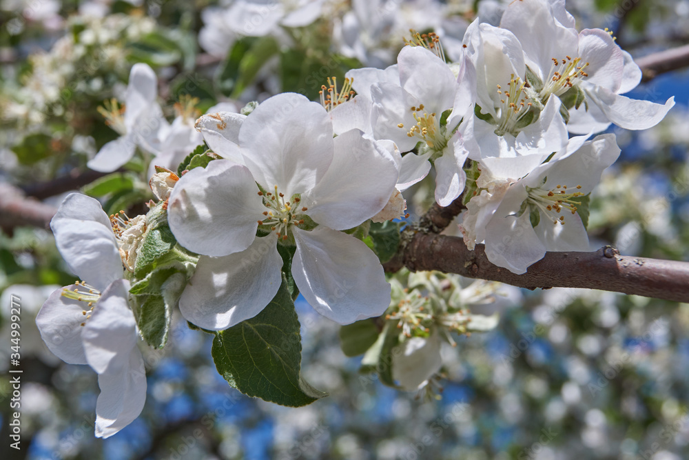 Apple trees bloom in the gardens. Apple trees bloom in the gardens.