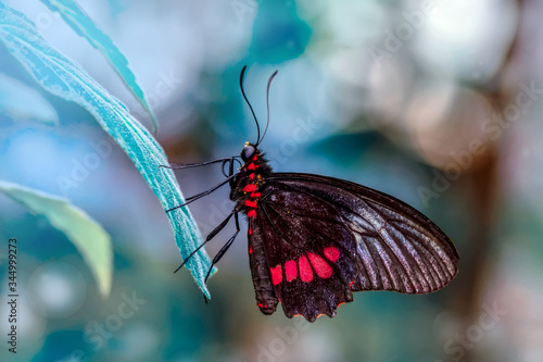 Beautiful butterfly ( Parides aglaope )on flower in a summer garden  photo